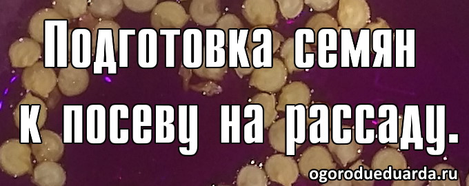 семена