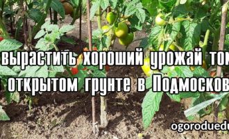 томаты в открытом грунте