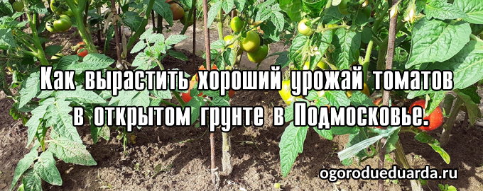 томаты в открытом грунте