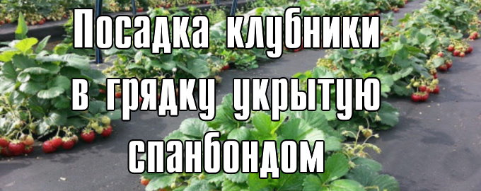 клубника под спанбондом