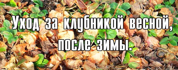 уход за клубникой