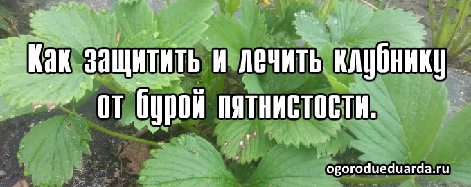 бурая пятнистость у клубники