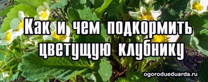 подкормка цветущей клубники