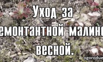 ремонтантная малина уход