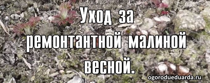 ремонтантная малина уход