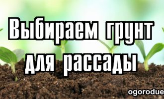 грунт для рассады