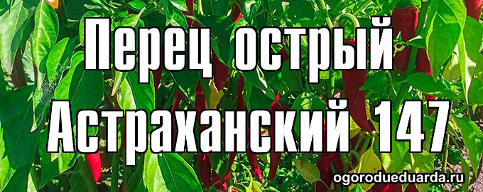 Перец острый Астраханский 147