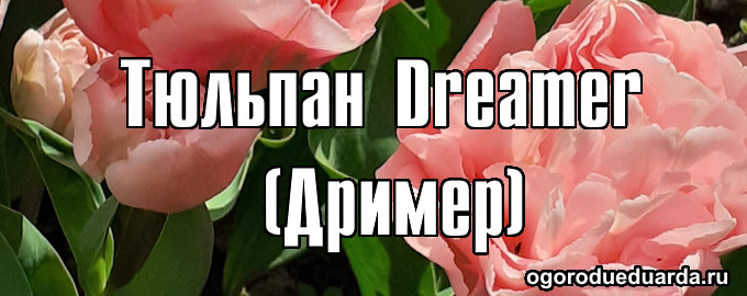 Тюльпан Dreamer (Дример)